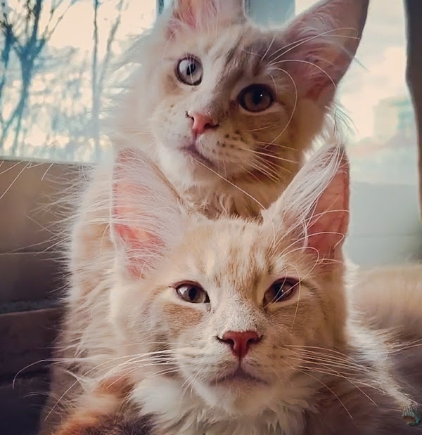 Maine Coon brothers are affectionate towards each other
