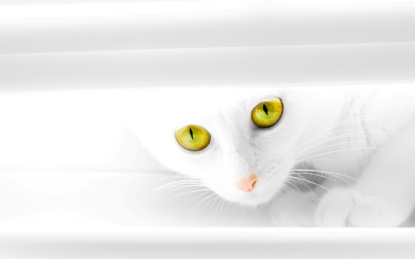 Музыка белая кошка. Кошка белая. Фотообои белые кошки. Белая кошка на желтом фоне. Белая кошка реклама.