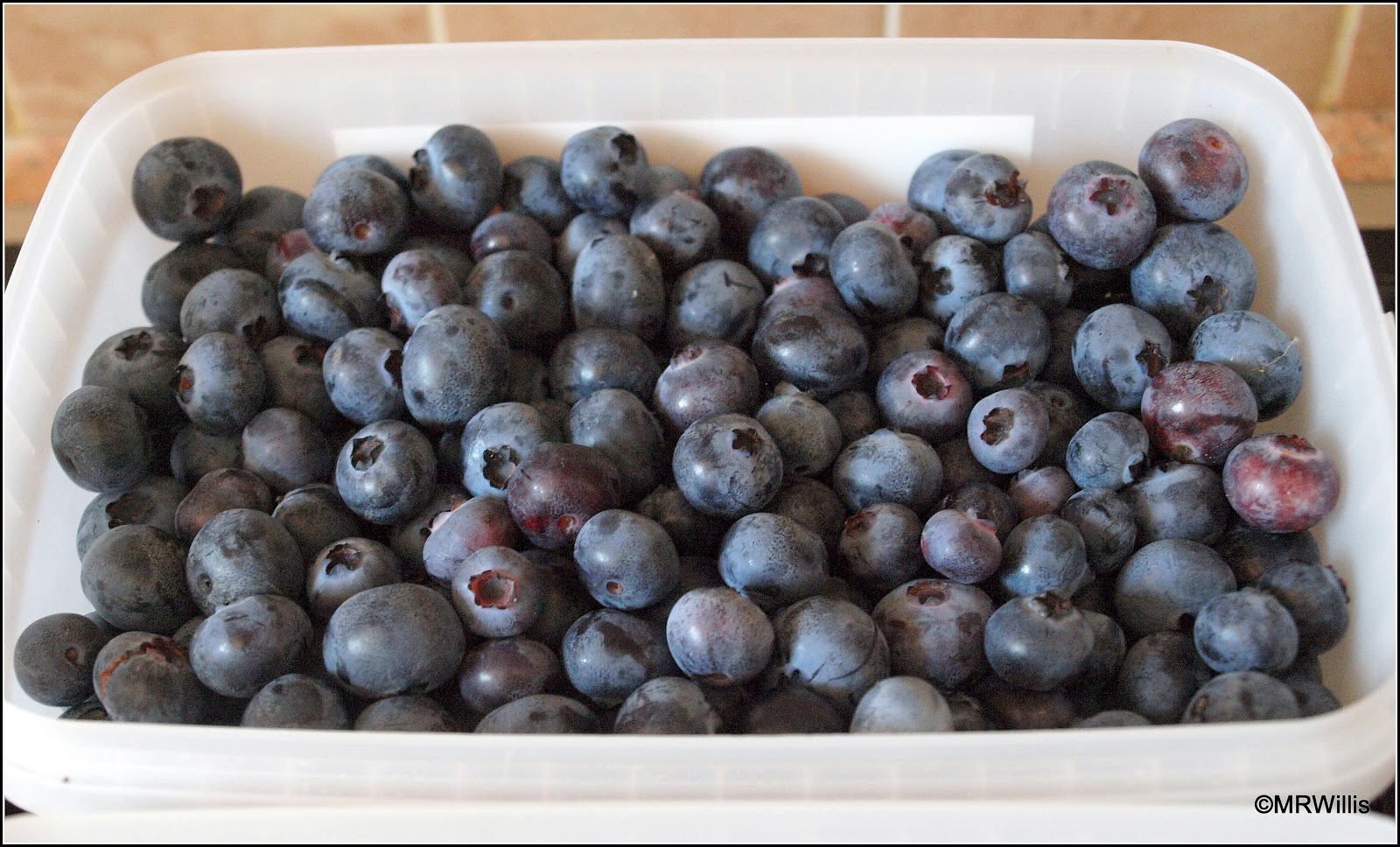 Mark's Veg Plot Harvesting Blueberries