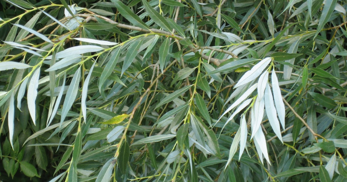 Suzy Homefaker NATURAL ASPIRIN...willow bark