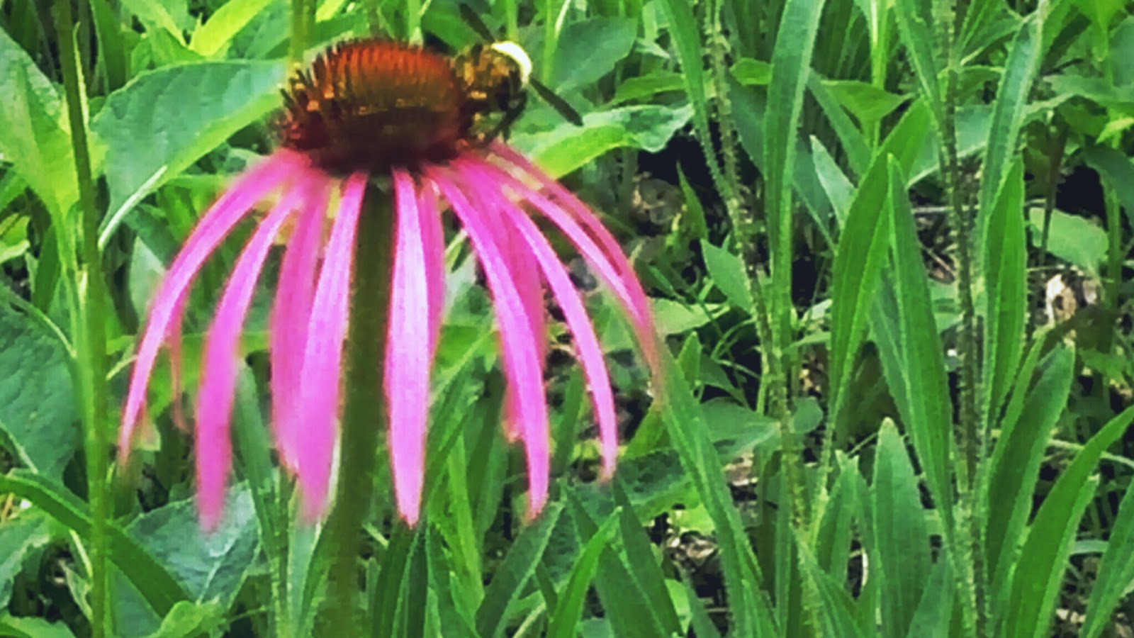 Getting There is Half the Fun Flat Rock Hiking Trail, Murfreesboro TN