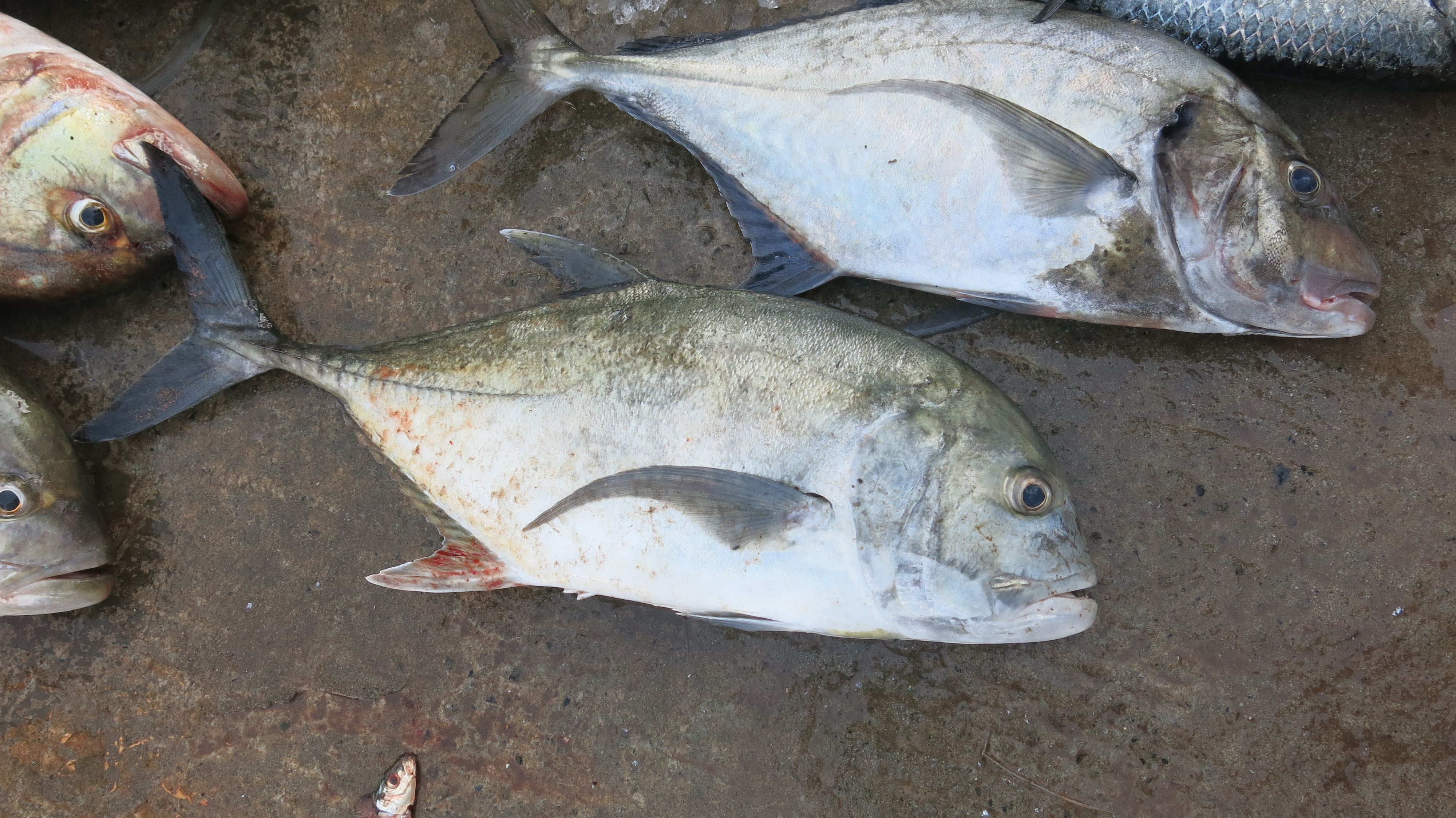 My Birding field trips