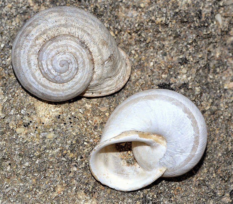 Mundo Natural Faluke Iberus gualtieranus mariae