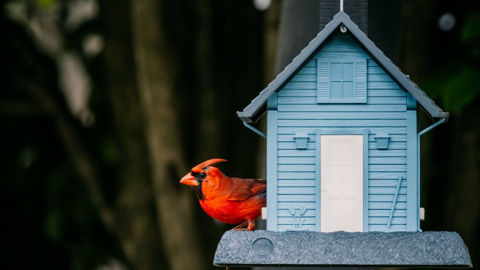 Bird, Birdhouse, Red Cardinal