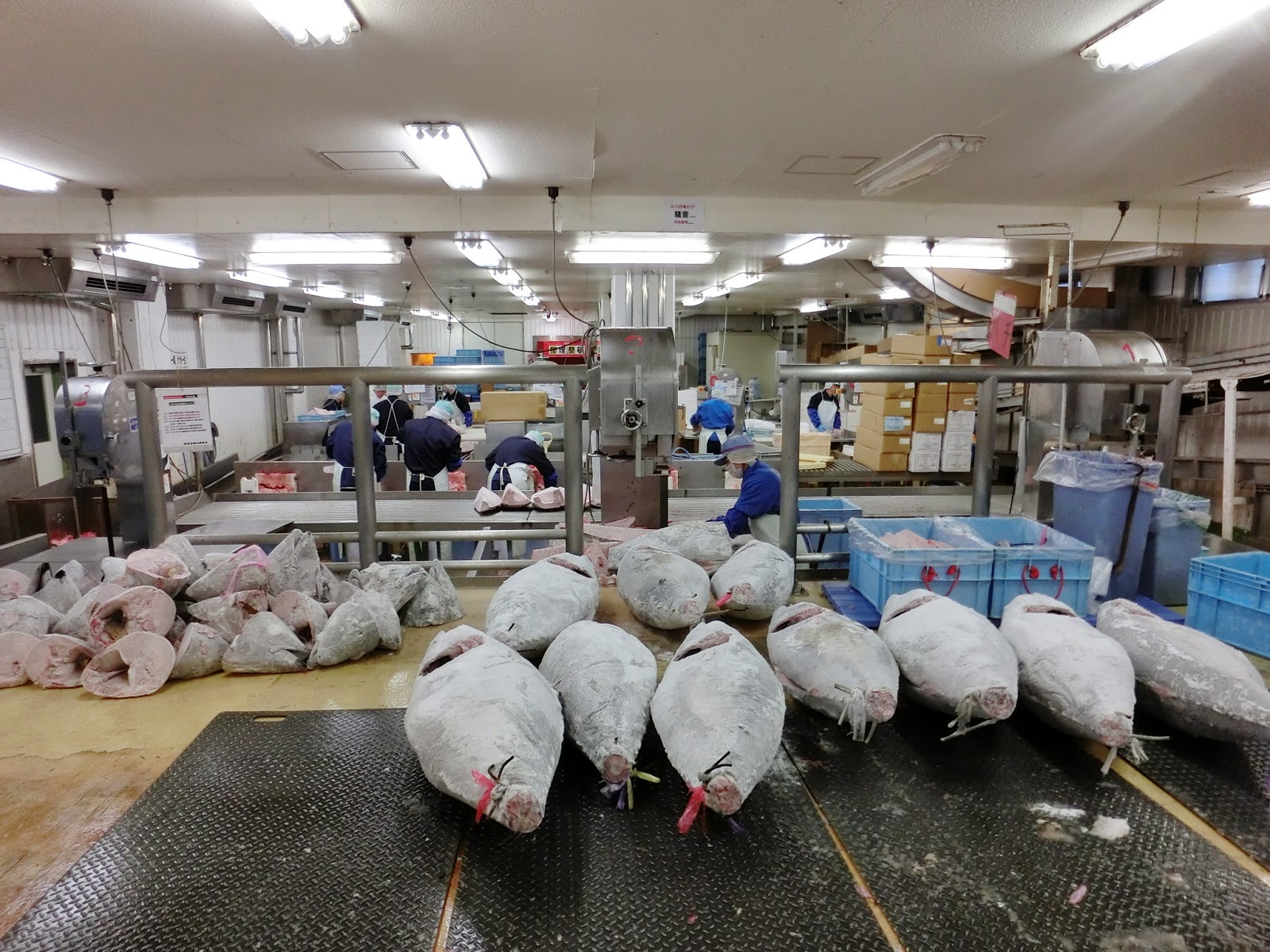 Japan GOGOGO Tuna processing company