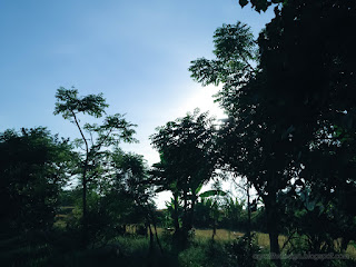 Morning Sunshine Between The Trees On The Beach At Umeanyar Village North Bali Indonesia