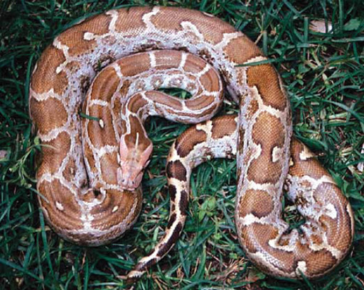 Snakes of Medical Importance in Nepal | Gyan Park