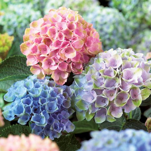 Mophead Hydrangea Generale Vicomtesse De Vibraye Normally A Blue