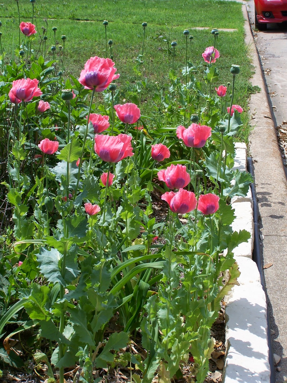 The Haphazard Gardener Saving Poppy Seeds