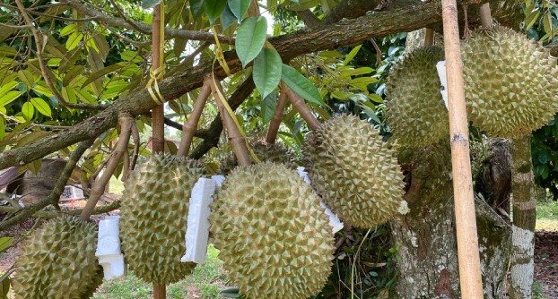 Cara Menanam Bibit Durian Agar Cepat Besar dan Berbuah Lebat