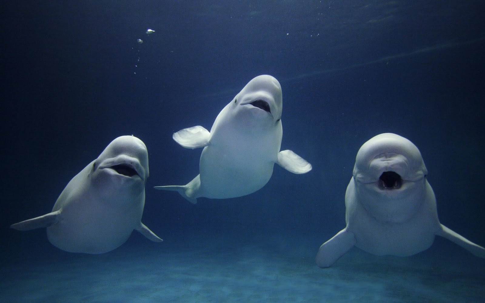 Conscience sans objet non dualisme