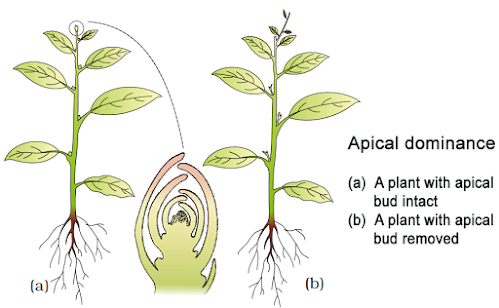 what is apical dominance class 11