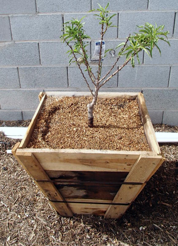 Xtremehorticulture of the Desert Containers for Fruit Trees Need to Be Appropriately Sized