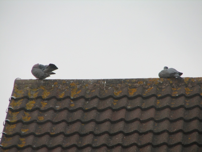 Air NicetoLivelands Pigeons on the roof