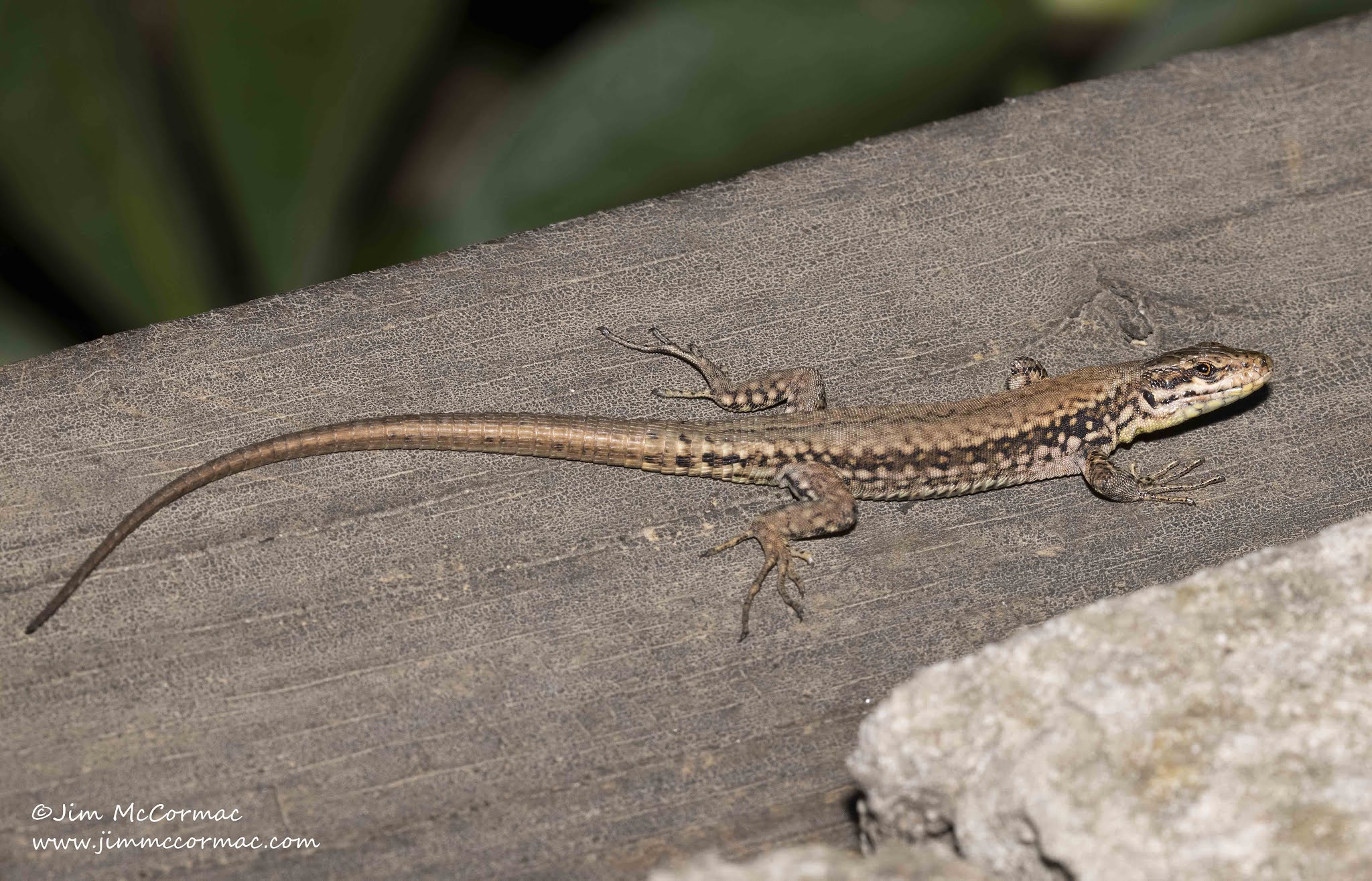 Ohio Birds and Biodiversity: The interesting case of the Wall Lizard