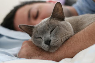 ¿Es bueno dormir con gatos en la cama por la noche?