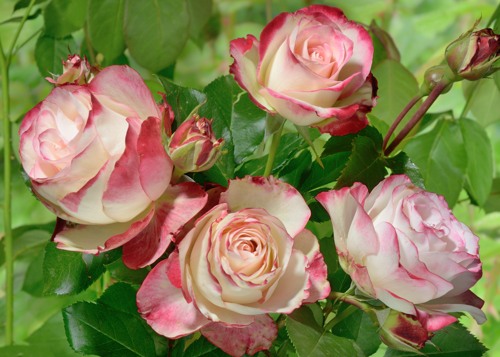 Jubile du Prince de Monaco rose сорт розы фото  