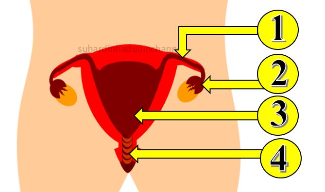 Kreativitasku (suhardin anak wayong) LKPD IPA Kelas IX