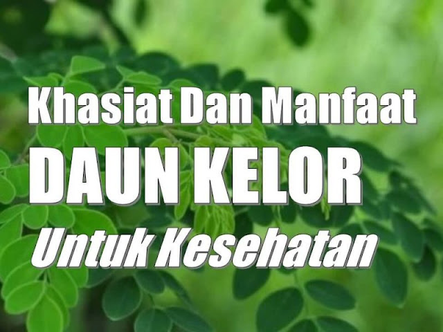 Khasiat Daun Kelor Memang Menakjubkan, Tapi Hati-Hati, Bisa Buat Laki-Laki Mandul