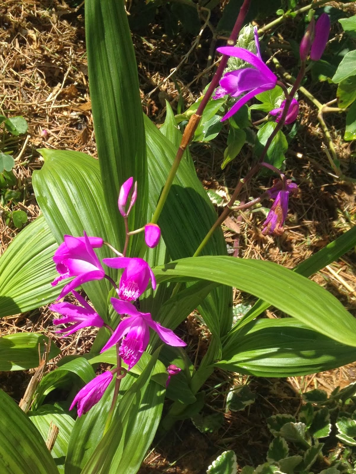 Aprille's SoCal Gardening Chinese Ground Orchid