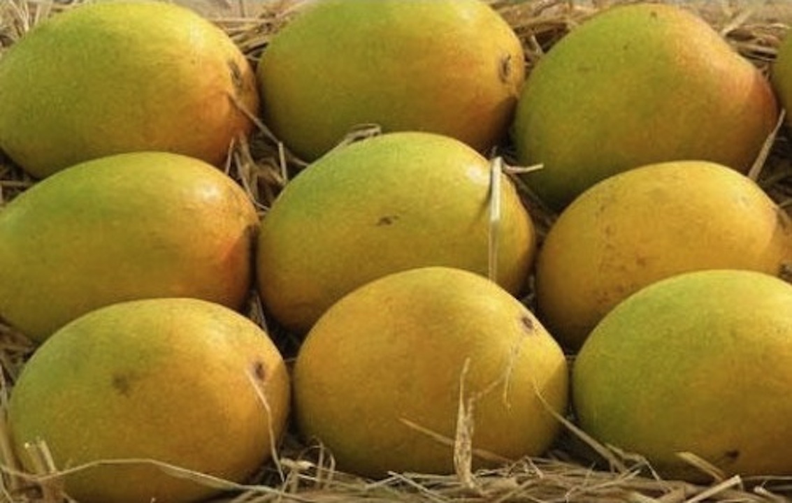 8 Types of Mangoes which you must try in Summer Season! Konkankatta.in