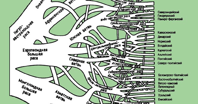 Схема рас. Классификация рас Дебеца. Расовая классификация Дебеца. Схема Дебеца. Расовая классификация г.ф. Дебеца.