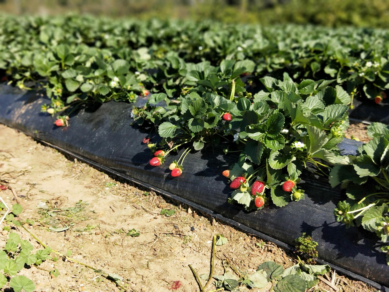 Travel • McMartin's Strawberry Farm, Sunshine Coast (June 2019)