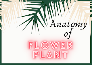 Notes on Anatomy of Flowering Plants