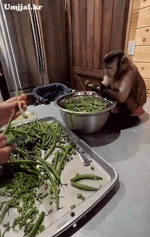 umjjal_kr_177.gif