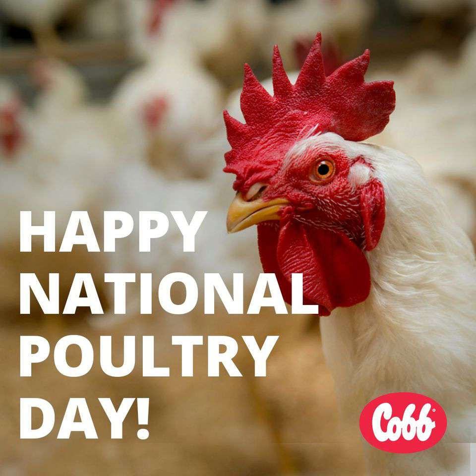 National Poultry Day Wishes for Whatsapp National Poultry Day Wishes for Whatsapp