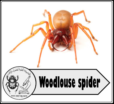  قمل الخشب Woodlouse الوصف المورفولوجي ودورة الحياة وطرق المكافحة