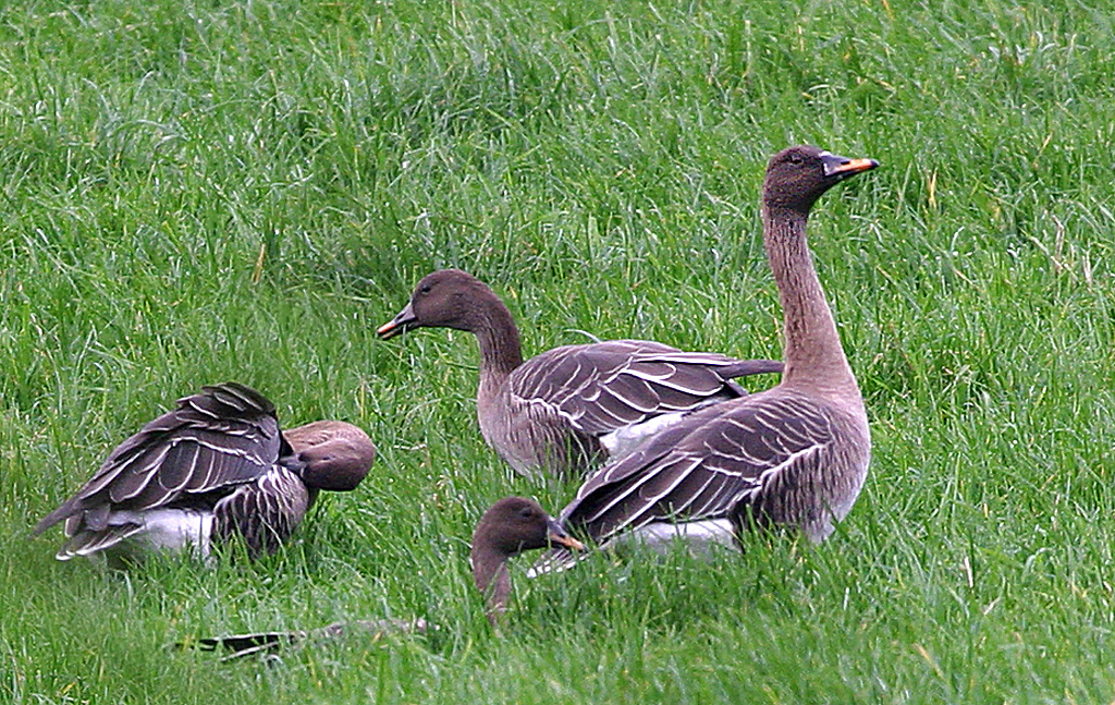 Angus' Bean Goose Blog First flock of the winter have arrived on the