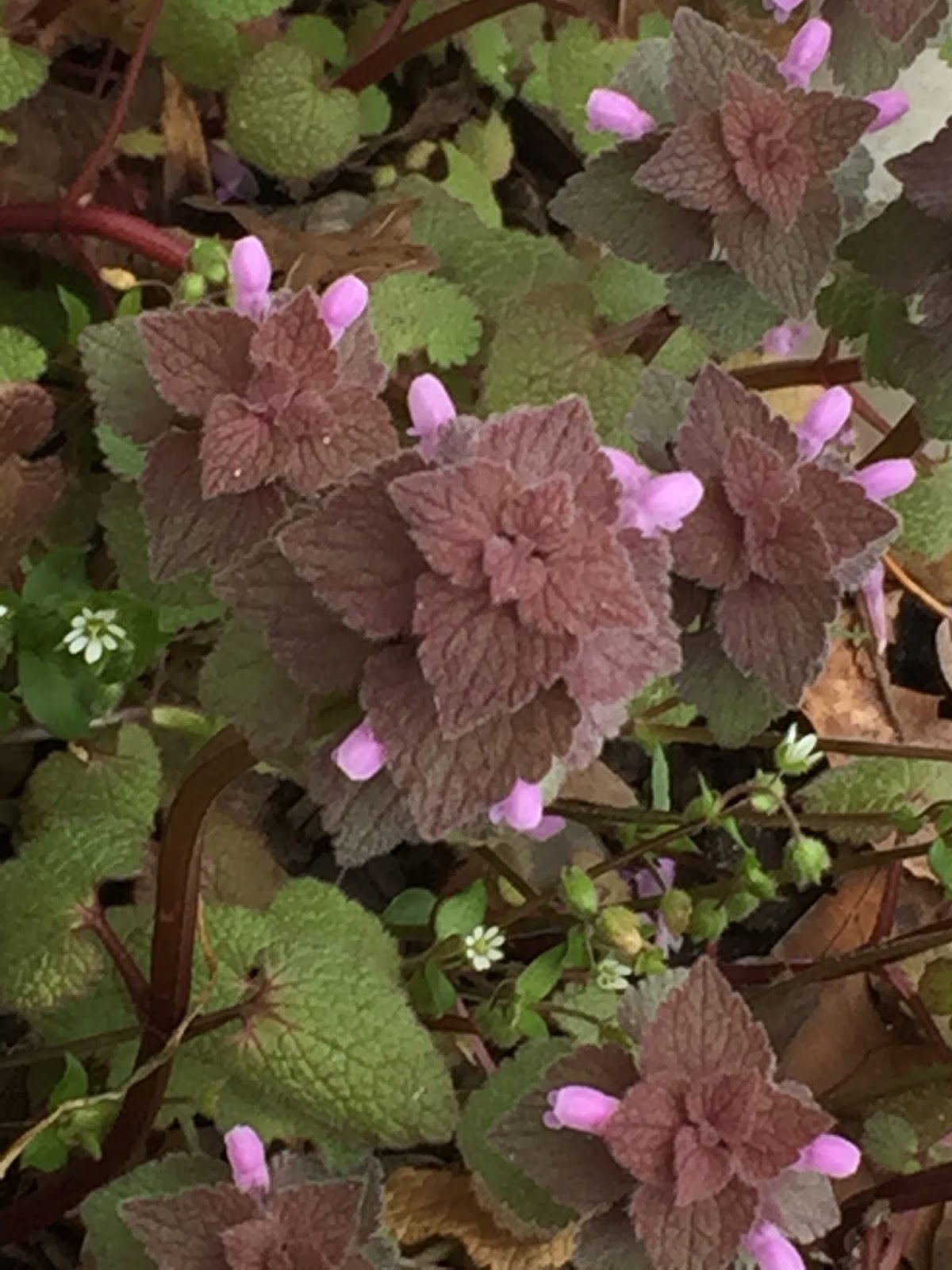 Eat Your Weeds Purple Dead Nettle Tobi Britton's Living Green