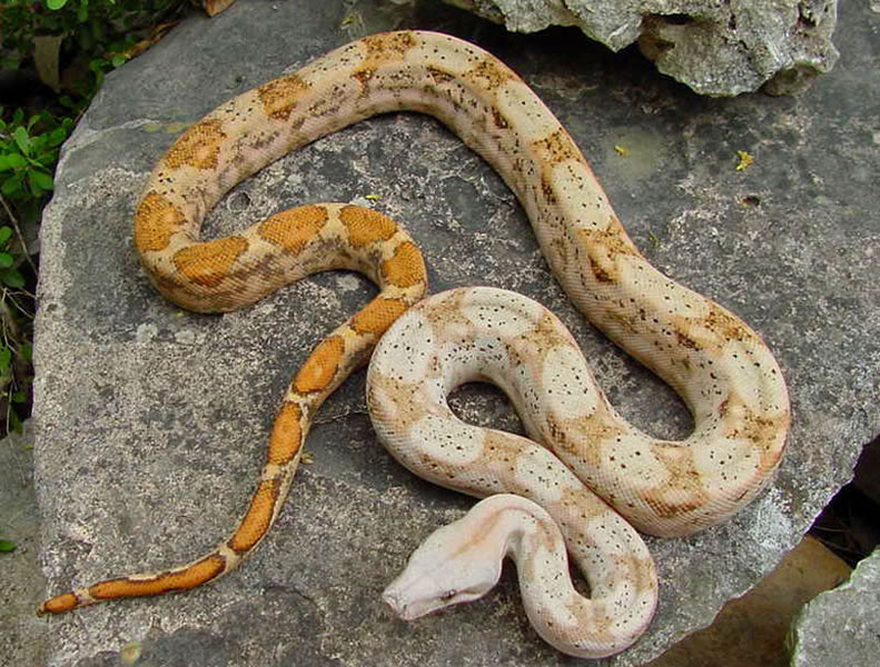 Hogg Island Boa Snakes