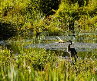 wetlands