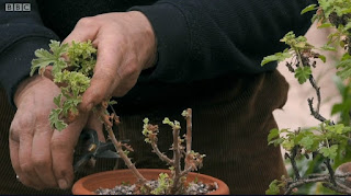 Pelargoniums