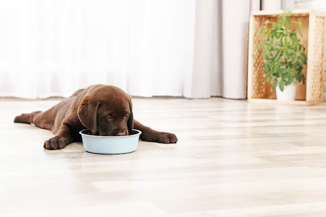 Füttern Sie Ihren Labrador-Welpen: Was, Wie Viel, Wie Oft?