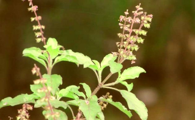 à¤¶ à¤° à¤¤ à¤²à¤¸ à¤¸ à¤¤ à¤¤ à¤°à¤® Shri Tulasi Stotram à¤¶ à¤° à¤¤ à¤²à¤¸ à¤¸ à¤¤ à¤¤ à¤°à¤® shri tulasi