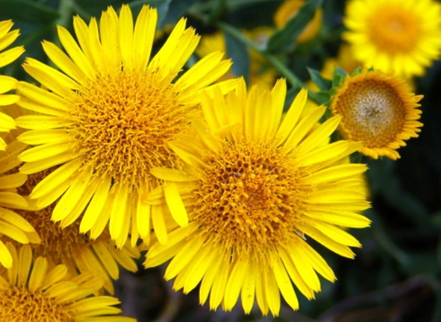 Pictures Of Different Types Of Flowers Pictures Of Different Types Of Flowers