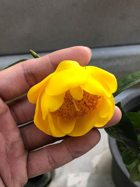 Camellia chungtsoensis in full bloom. 