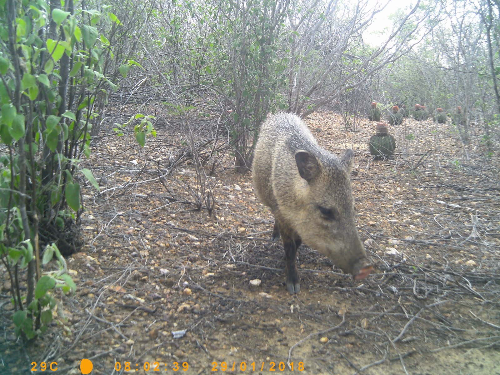 Caititu na caatinga