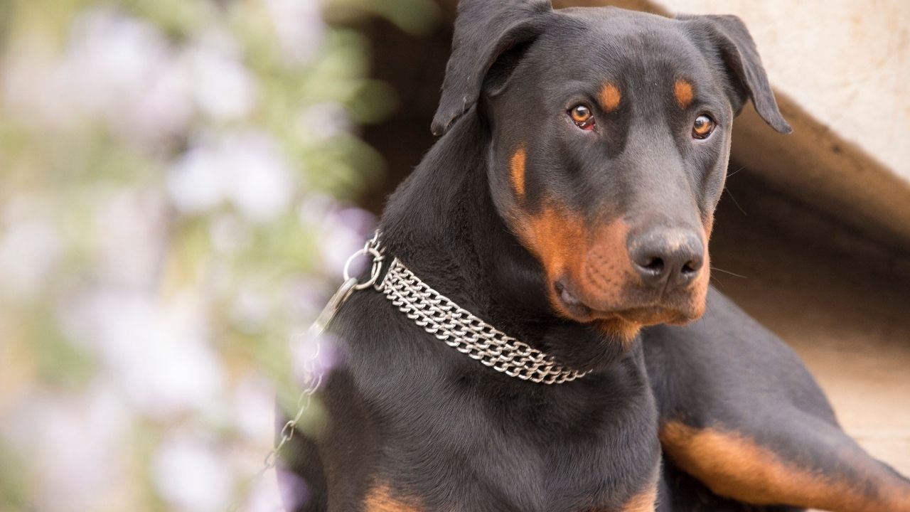 Are Dobermans Good with Kids?