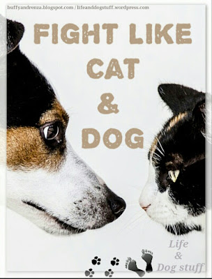 Fight like cat and dog Fight like cat and dog