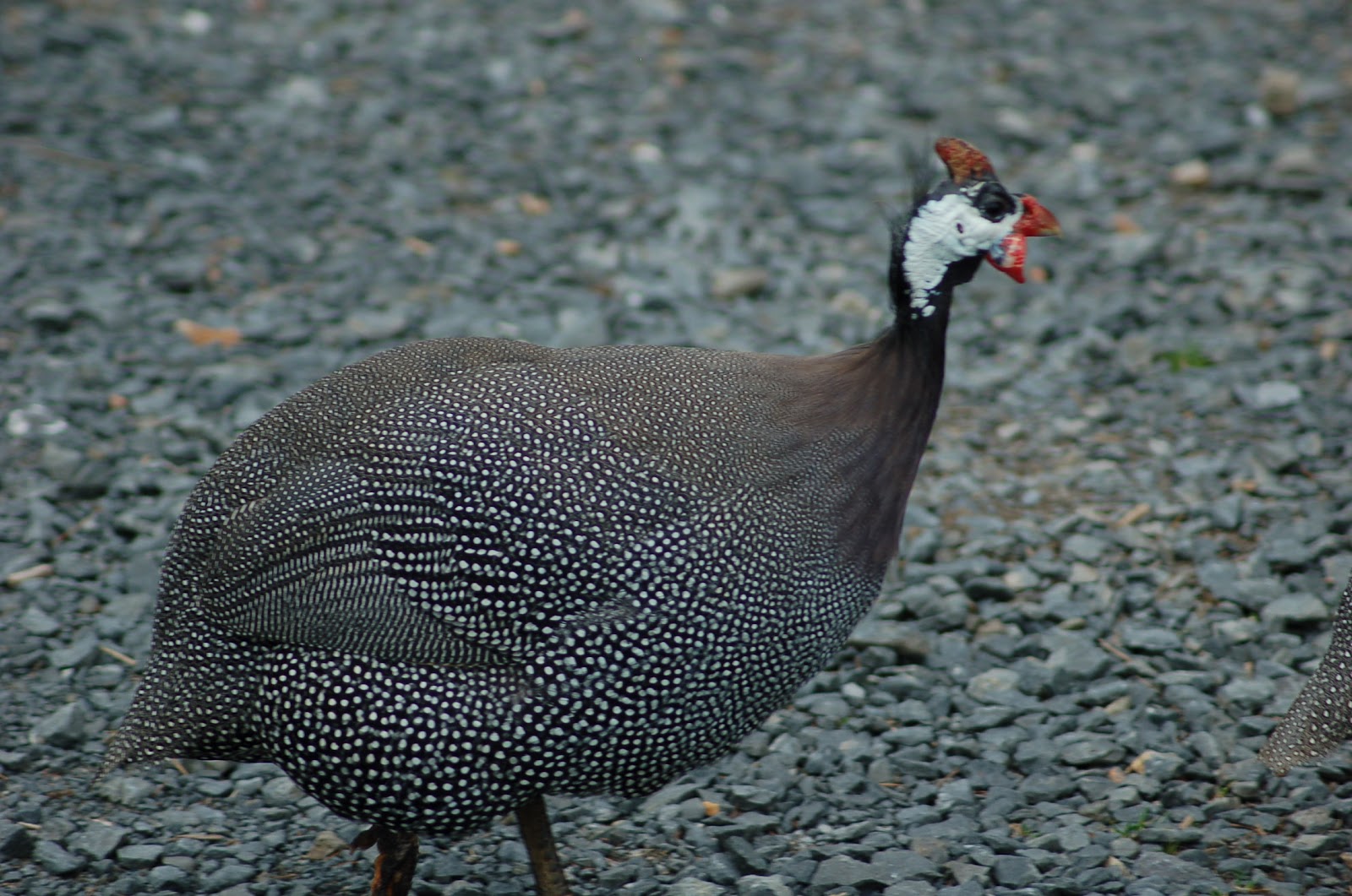 Some Advice on Raising Guineas