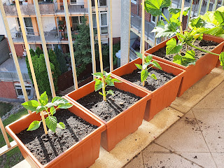 Paprika termesztése erkélyen