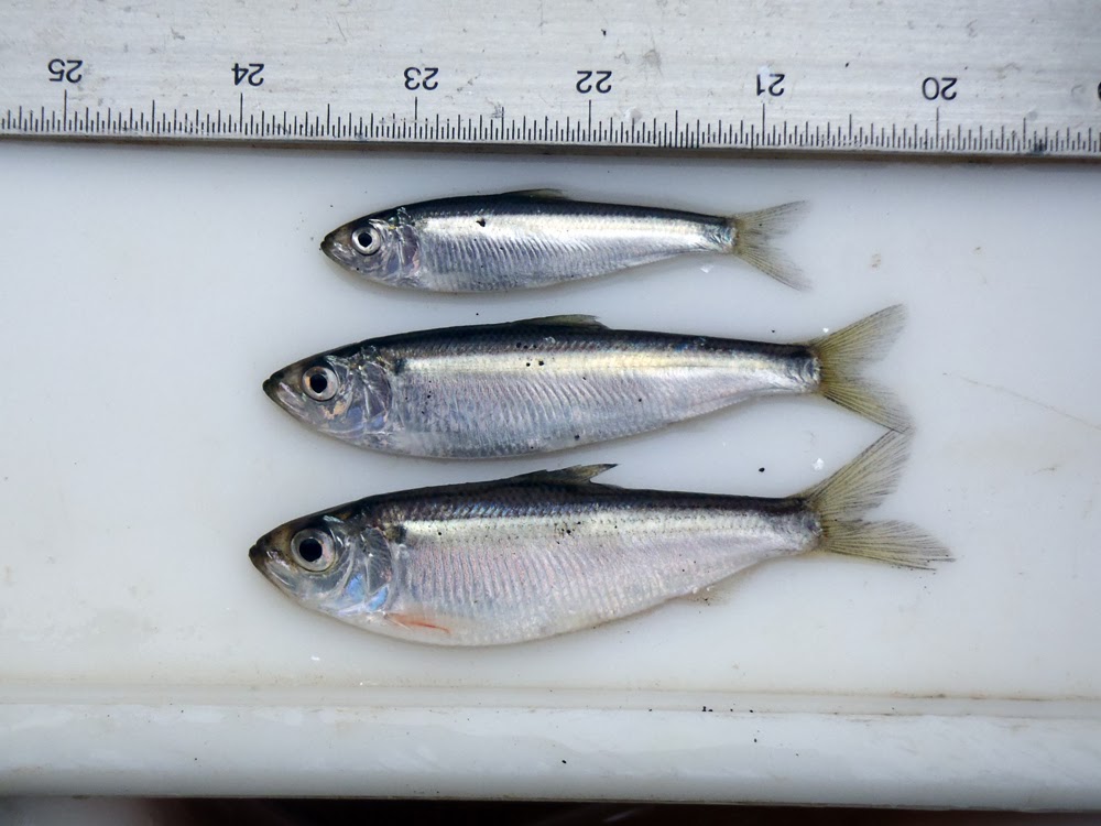 рыба скумбрия сельдь. ряпушка сибирская рыба. зельдь и ряпушка. ряпушка рипус. ряпушка карельская.