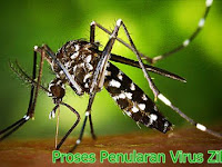 5 Proses Penyebaran Virus Zika yang Mesti Diketehaui Agar Tidak Tertular