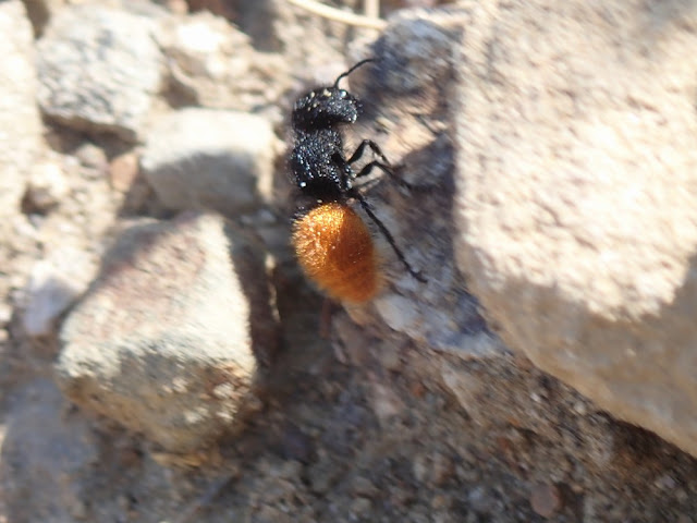 Pseudomethoca pigmentata Pseudomethoca pigmentata