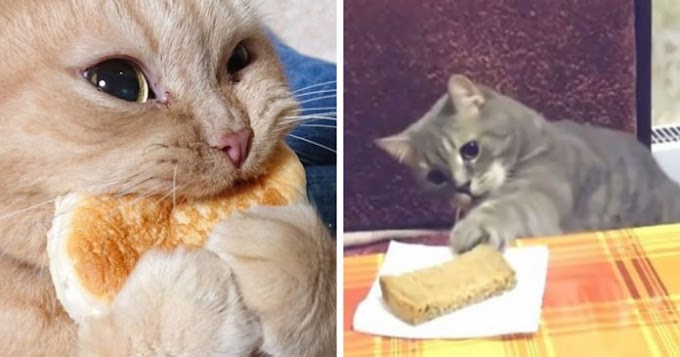 Tumblr User Has An Explanation For The Question: Why Cats Are Obsessed With Eating Bread