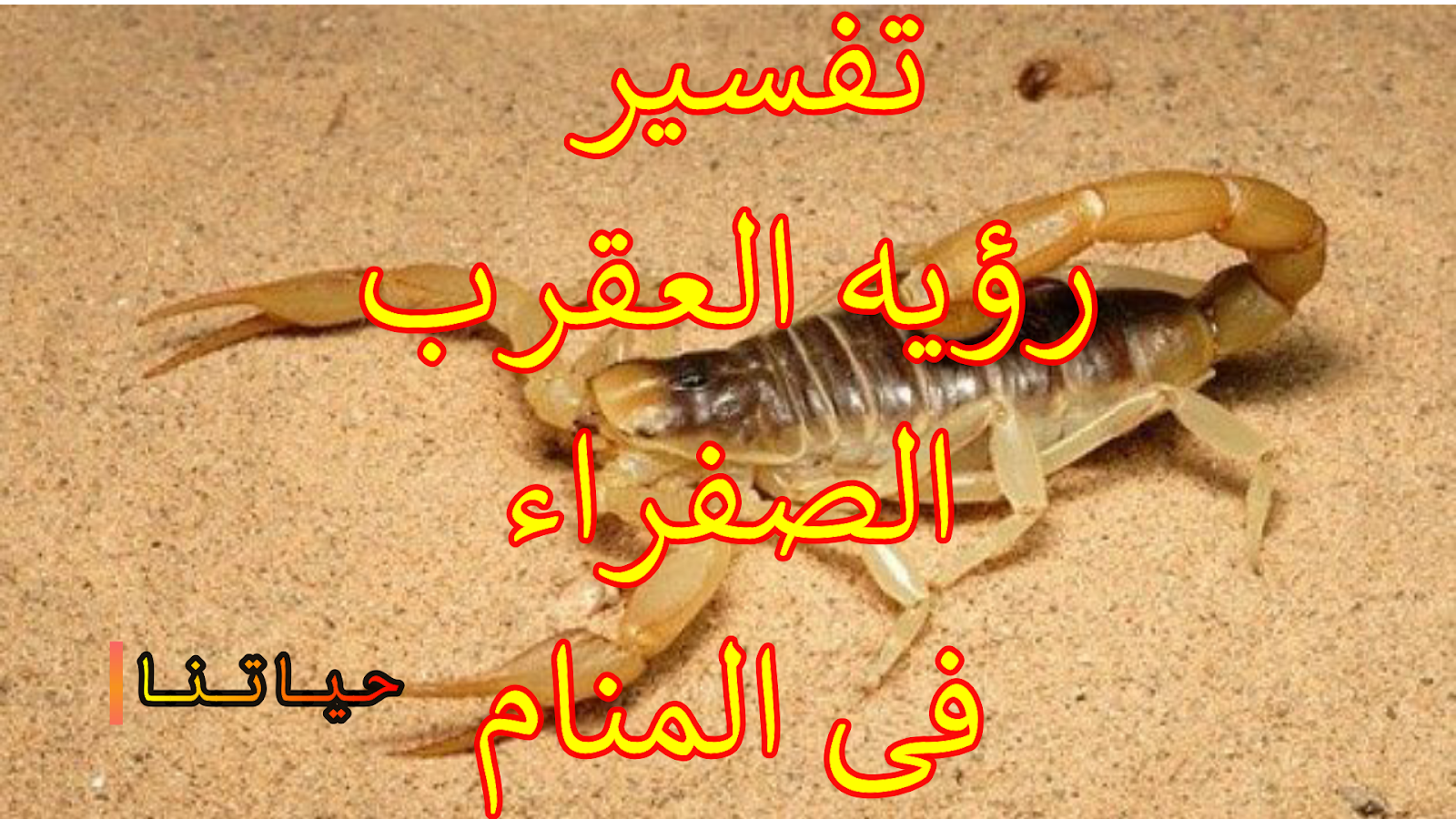 تفسير حلم العقرب تفسير حلم لدغة العقرب لابن سيرين